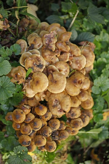 Hallimasch mushrooms in the forest