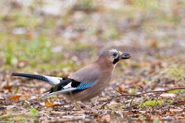 Eurasian jay