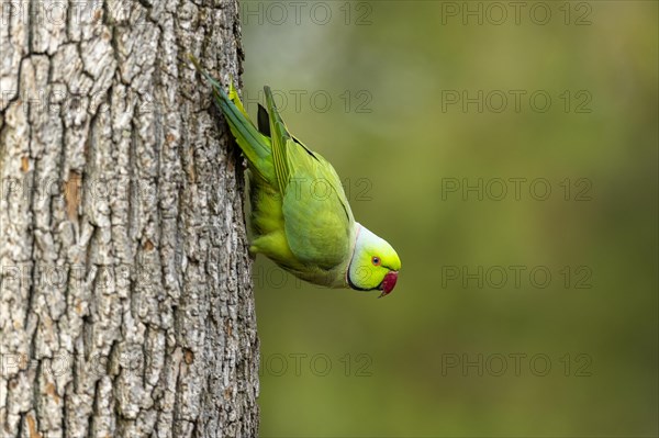 Rose-ringed parakeet