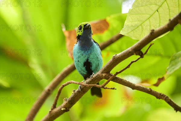 Paradise tanager