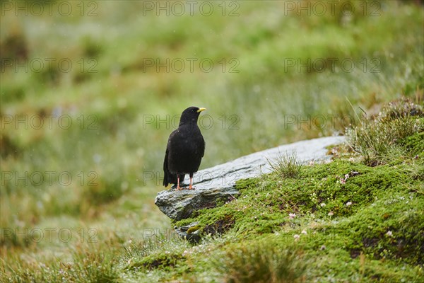 Yellow-billed chough