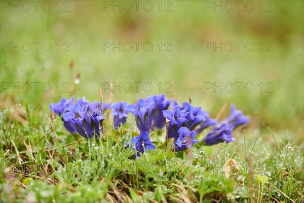 Stemless gentian