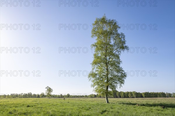 Downy birch