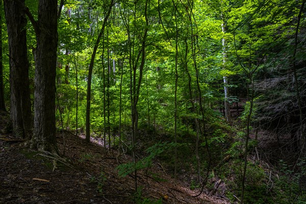 Chestnut Ridge Park Eternal Flame Falls Trail