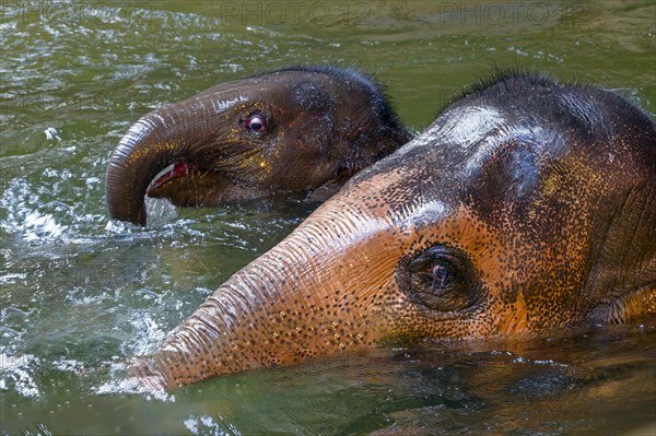 Asian elephant