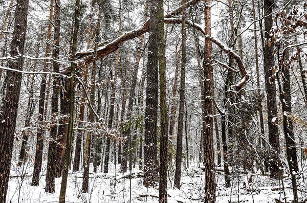 Winter landscape