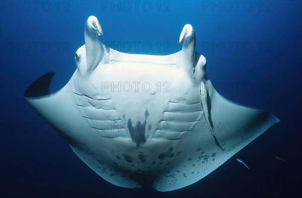 Manta ray