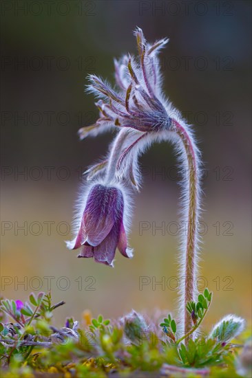 Small pasque flower