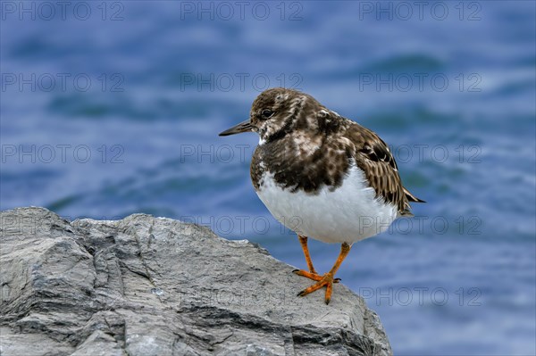 Ruddy turnstone