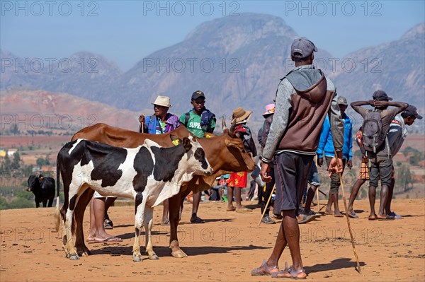 Young Malagasy herdsmen with zebus at zebu market in the city Ambalavao
