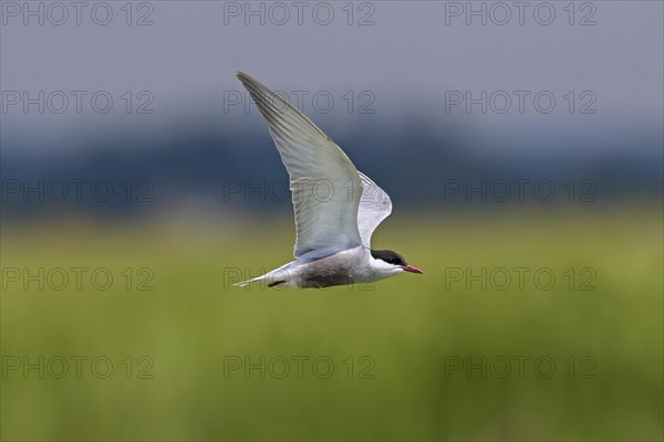 Whiskered tern