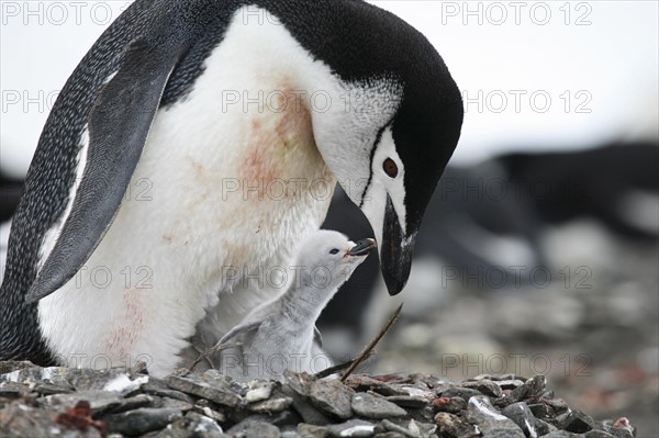 Chinstrap penguin