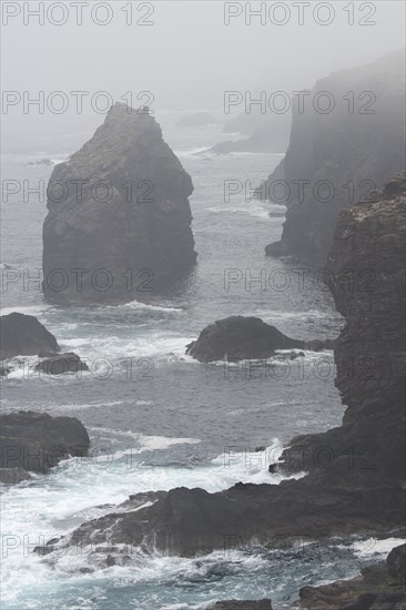 Sea stacks and cliffs in the mist at Eshaness