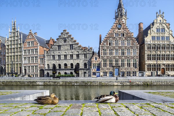 Wild duck couple resting in the deserted Flemish city Ghent due to the 2020 COVID-19