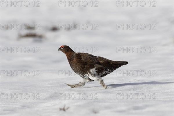 Red grouse