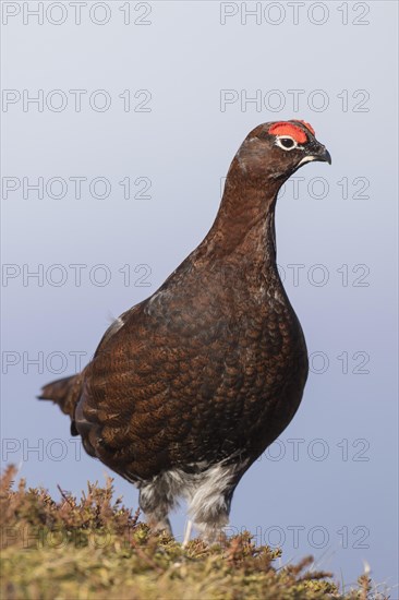 Red grouse