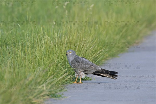 Montagu's harrier