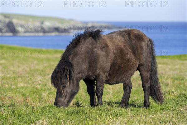 Black Shetland pony grazing in grassland along the coast on the Shetland Islands