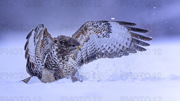 Steppe buzzard