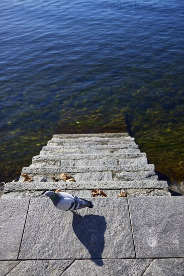 Stairway into the water with a dove