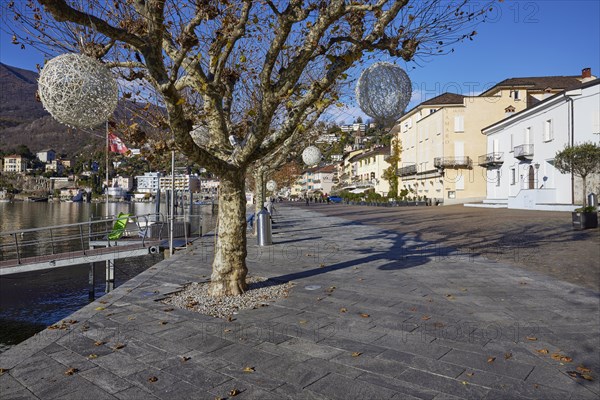 Plane trees