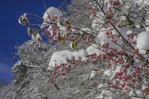 Common spindle