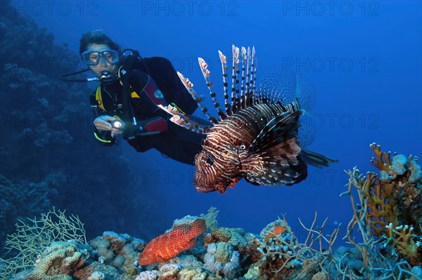 Diver Diver looking at pacific red lionfish