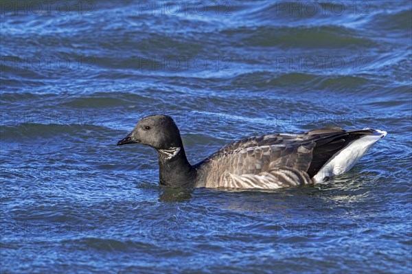 Brant goose