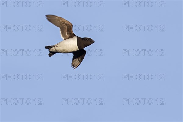 Little auk