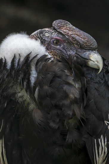 Andean condor