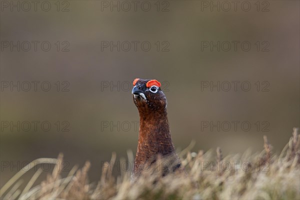 Red grouse