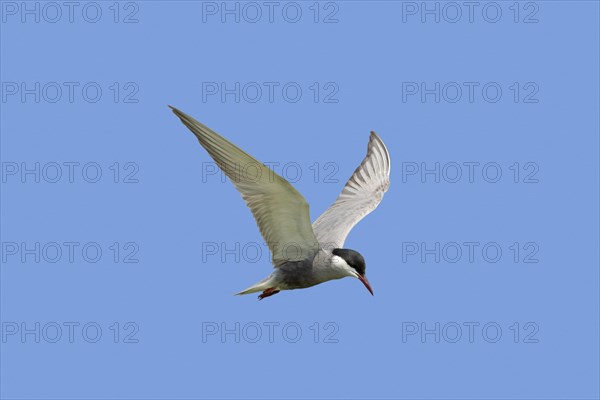 Whiskered tern