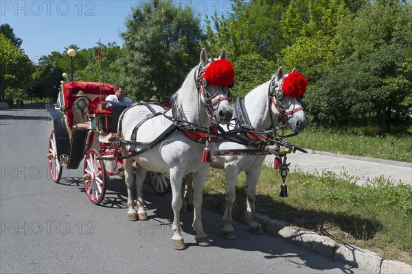 Coachman driving a traditional red carriage pulled by two decorated white horses