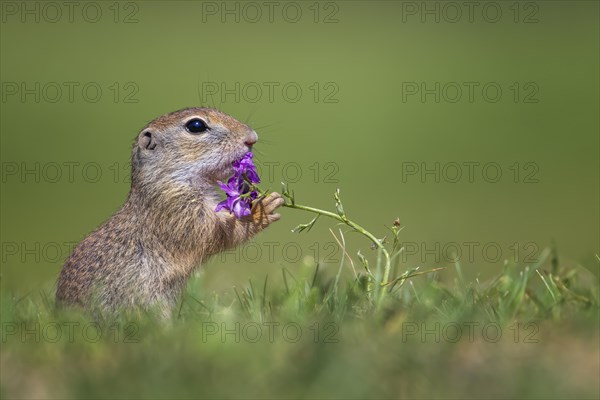 European ground squirrel