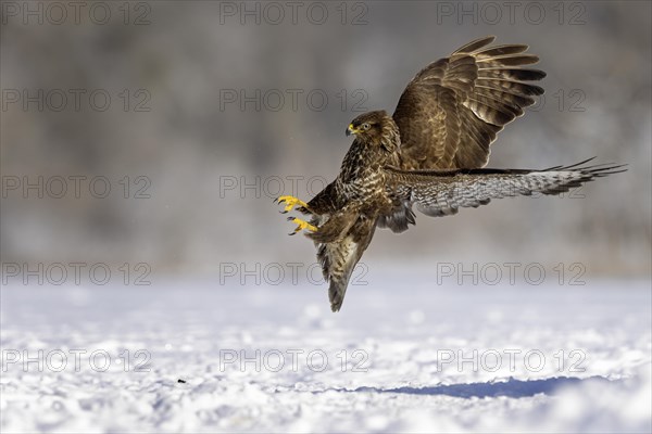 Steppe buzzard