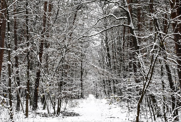 Winter landscape