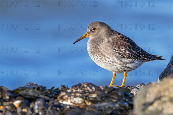 Purple sandpiper