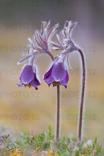 Small pasque flower