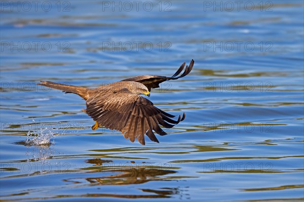 Black kite