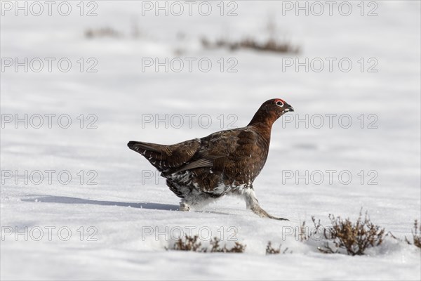 Red grouse