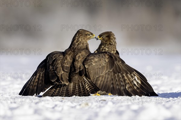 Steppe buzzard