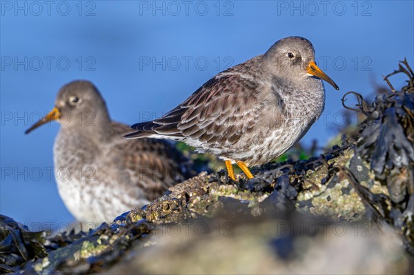 Two purple sandpipers