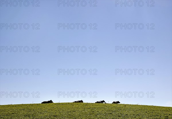 Cows on an alpine meadow in the Allgaeu