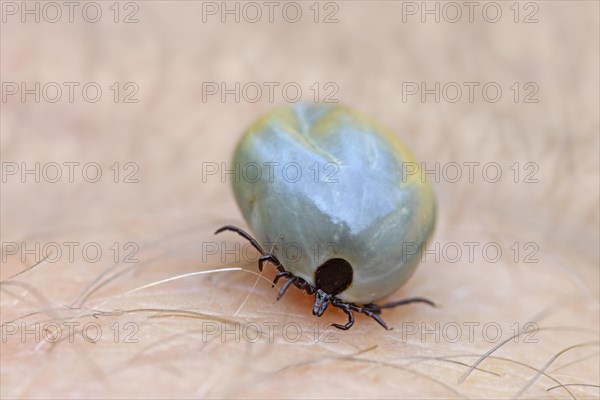 Castor bean tick