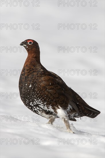 Red grouse