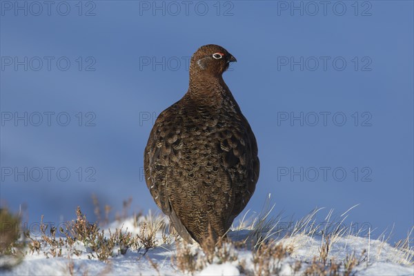 Red grouse