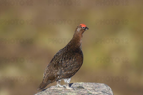 Red grouse