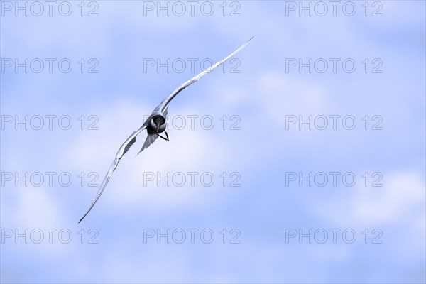 Whiskered tern