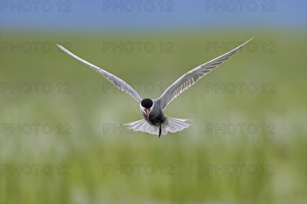 Whiskered tern