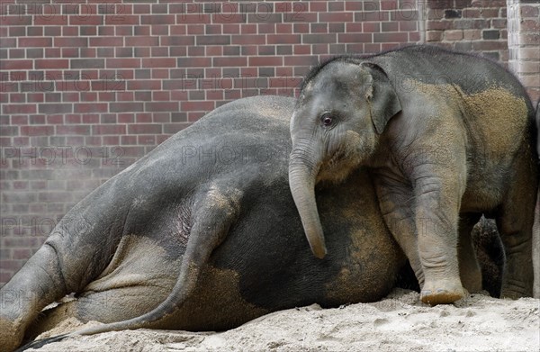 Asian elephant